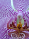 Orchid_Interior